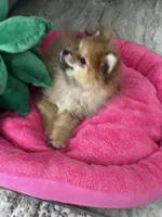 Betty boop, a female Pomeranian for sale in Albuquerque, NM – 5 of 6