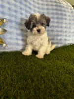 Archie , a male Maltipoo for sale in Albuquerque, NM – 3 of 9