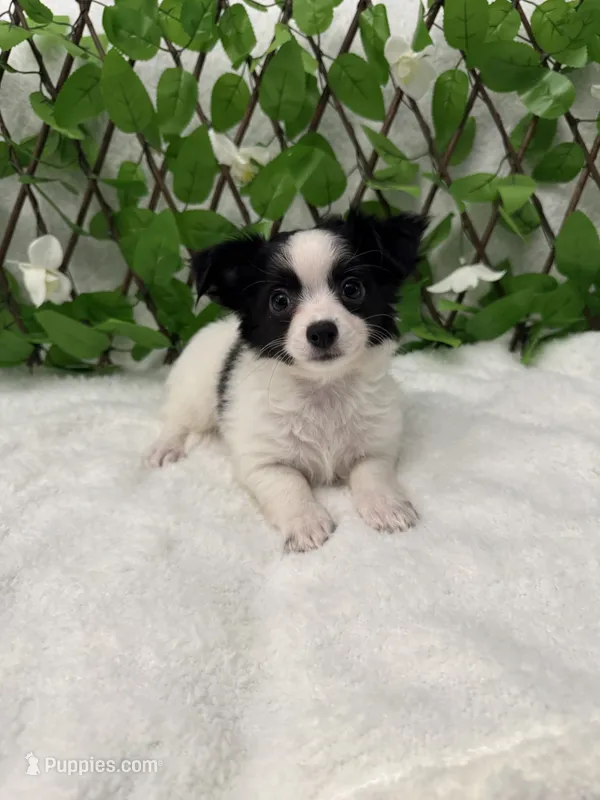 Tito  – Chihuahua puppy for sale in Albuquerque, NM