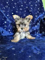 Sam, a male Yorkshire Terrier for sale in Albuquerque, NM – 4 of 7