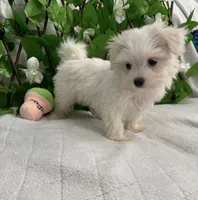 Milo, a male Maltese for sale in Albuquerque, NM – 2 of 7