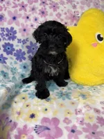 Coda, a female Yorkipoo for sale in Rio Rancho, NM – Photo 3 of 7