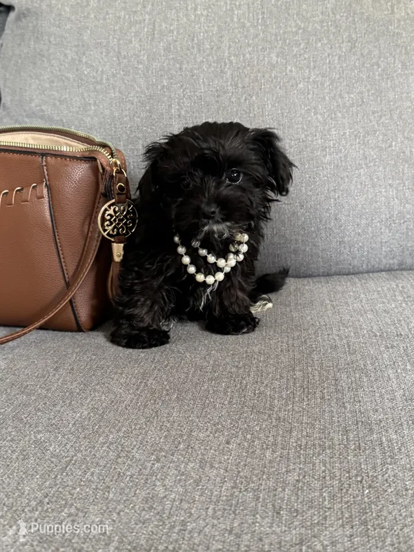 Coda – Yorkipoo puppy on hold in Rio Rancho, NM