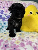 Coda, a female Yorkipoo for sale in Rio Rancho, NM – Photo 5 of 7