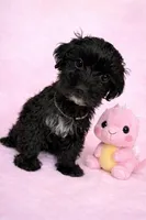 Coda, a female Yorkipoo for sale in Rio Rancho, NM – Photo 2 of 7