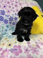 Coda, a female Yorkipoo for sale in Rio Rancho, NM – Photo 4 of 7