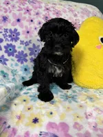 Coda, a female Yorkipoo for sale in Rio Rancho, NM – Photo 7 of 7
