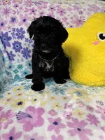 Coda, a female Yorkipoo for sale in Rio Rancho, NM – Photo 6 of 7