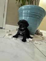 Coda, a female Yorkipoo for sale in Rio Rancho, NM – Photo 1 of 7