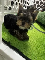 Sammy, a male Yorkshire Terrier for sale in Albuquerque, NM – 5 of 7