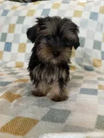 Benny, a male Yorkshire Terrier for sale in Albuquerque, NM – 6 of 7