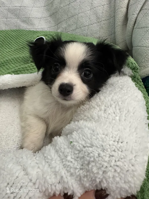 Tito  – Chihuahua puppy for sale in Albuquerque, NM