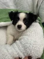 Tito , a male Chihuahua for sale in Albuquerque, NM – 1 of 9