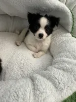 Tito , a male Chihuahua for sale in Albuquerque, NM – 3 of 9