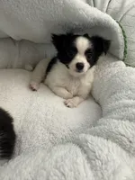 Tito , a male Chihuahua for sale in Albuquerque, NM – 4 of 9