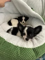 Tito , a male Chihuahua for sale in Albuquerque, NM – 9 of 9
