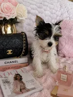 Chanel, a female Yorkshire Terrier for sale in Albuquerque, NM – 6 of 6