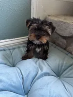Zen, a male Yorkshire Terrier for sale in Albuquerque, NM – 2 of 5