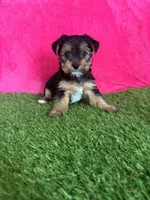 Sophie, a female Yorkshire Terrier for sale in Rio Rancho, NM – Photo 5 of 6