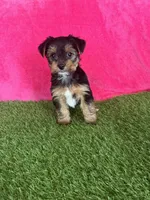 Sophie, a female Yorkshire Terrier for sale in Rio Rancho, NM – Photo 4 of 6
