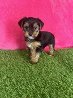 Sophie, a female Yorkshire Terrier for sale in Rio Rancho, NM – Photo 2 of 6
