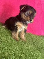 Sophie, a female Yorkshire Terrier for sale in Rio Rancho, NM – Photo 6 of 6