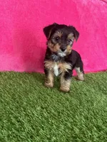 Sophie, a female Yorkshire Terrier for sale in Rio Rancho, NM – Photo 3 of 6