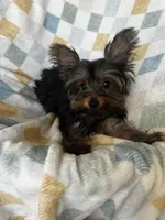 Romi, a male Yorkshire Terrier for sale in Albuquerque, NM – 6 of 7