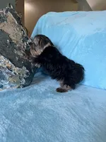 Moses, a male Yorkshire Terrier for sale in Albuquerque, NM – 6 of 6