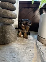 Precious, a female Yorkshire Terrier for sale in Albuquerque, NM – 2 of 10