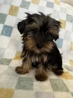 Benny, a male Yorkshire Terrier for sale in Albuquerque, NM – 3 of 7