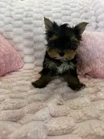 Dior, a female Yorkshire Terrier for sale in Albuquerque, NM – 4 of 9
