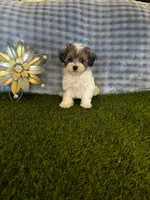 Archie , a male Maltipoo for sale in Albuquerque, NM – 2 of 9
