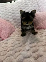 Dior, a female Yorkshire Terrier for sale in Albuquerque, NM – 9 of 9