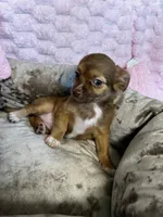 Mochi, a female Chihuahua for sale in Albuquerque, NM – 5 of 9