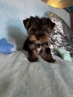 Zen, a male Yorkshire Terrier for sale in Albuquerque, NM – 3 of 5