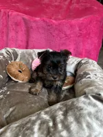 Sally, a female Yorkshire Terrier for sale in Albuquerque, NM – 4 of 7