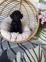 Ziggy, a male Poodle - Toy  for sale in Albuquerque, NM – Photo 4 of 6