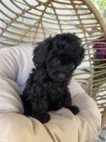 Ziggy, a male Poodle - Toy  for sale in Albuquerque, NM – Photo 2 of 6