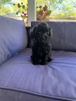 Ziggy, a male Poodle - Toy  for sale in Albuquerque, NM – Photo 3 of 6