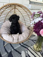 Ziggy, a male Poodle - Toy  for sale in Albuquerque, NM – Photo 5 of 6