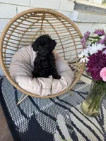 Ziggy, a male Poodle - Toy  for sale in Albuquerque, NM – Photo 6 of 6