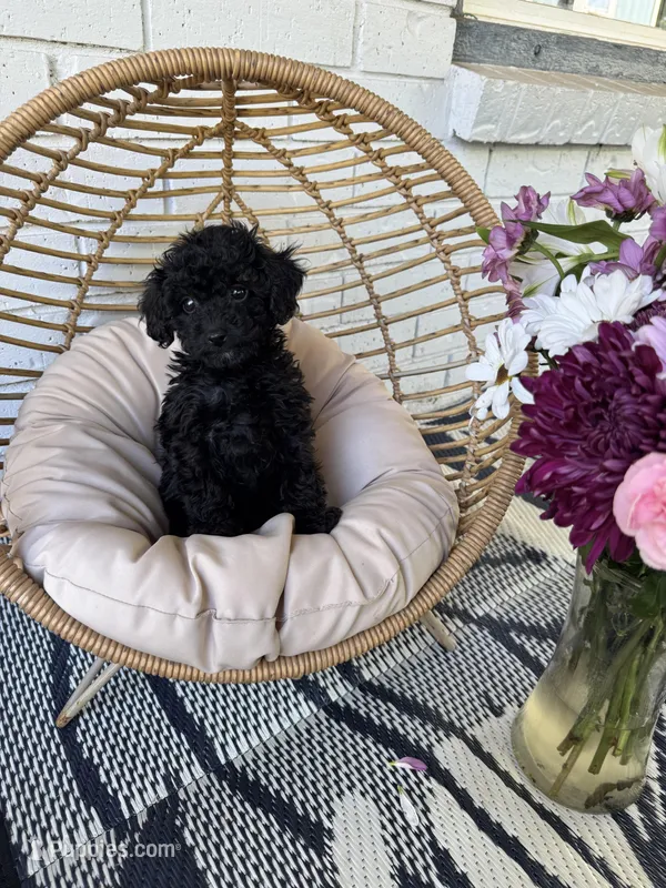Ziggy – Poodle - Toy  puppy for sale in Albuquerque, NM