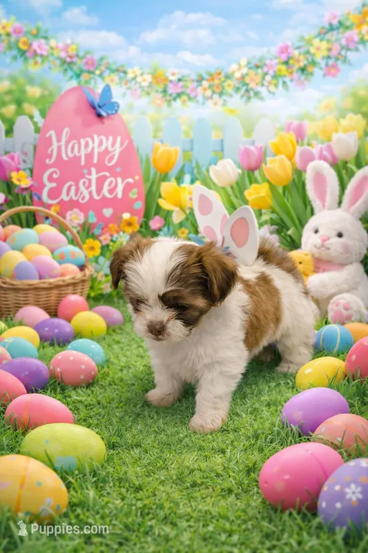 Lilly – Shih Tzu puppy for sale in Amarillo, TX