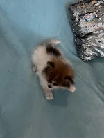 Diego, a male Pomeranian for sale in Albuquerque, NM – 2 of 6