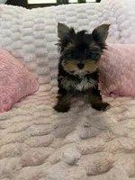 Dior, a female Yorkshire Terrier for sale in Albuquerque, NM – 3 of 9