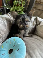 Lazzo, a male Yorkshire Terrier for sale in Albuquerque, NM – 5 of 5