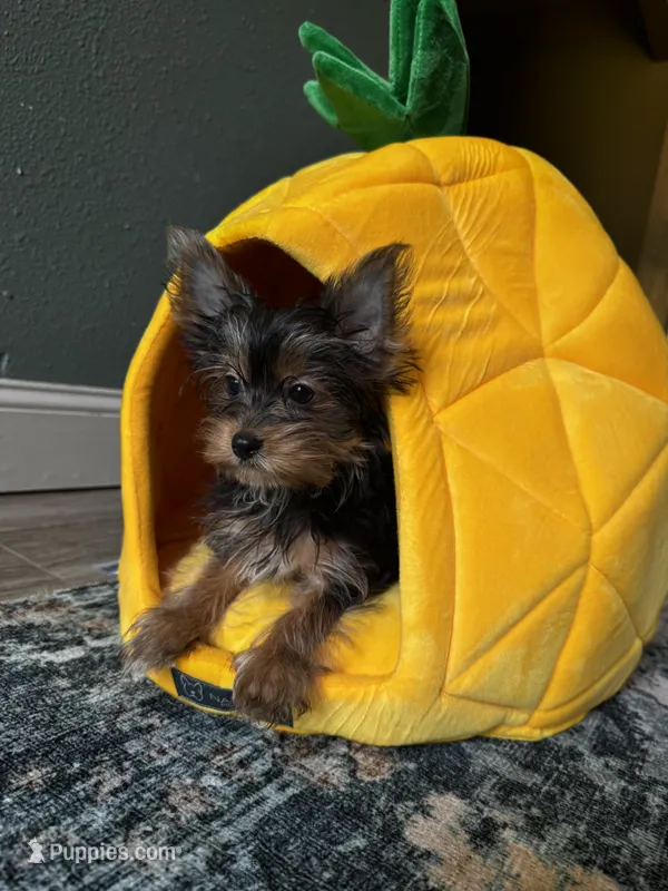  Brunello – Yorkshire Terrier puppy for sale in Albuquerque, NM