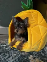  Brunello, a female Yorkshire Terrier for sale in Albuquerque, NM – 1 of 5