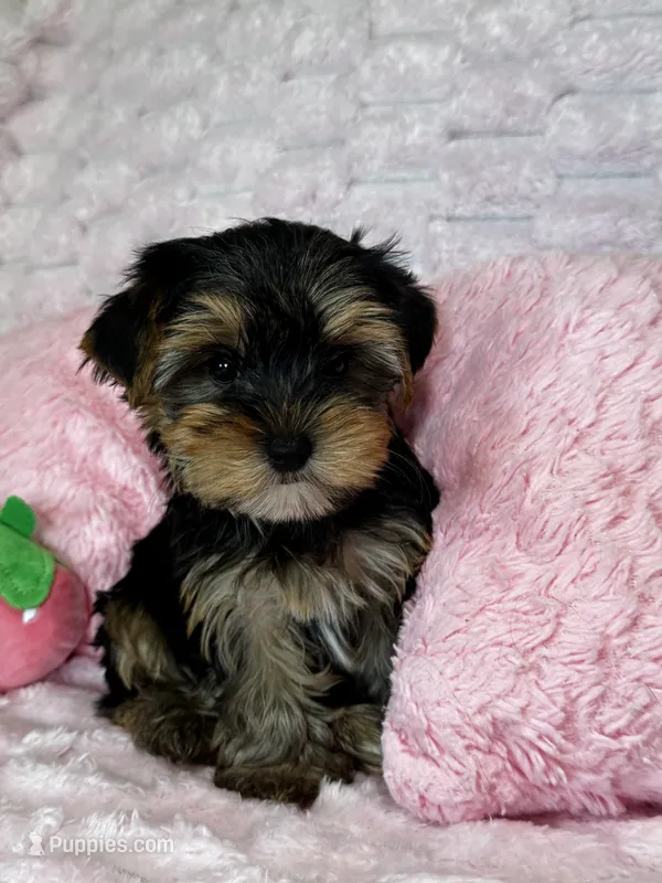 Lacie – Yorkshire Terrier puppy for sale in Albuquerque, NM